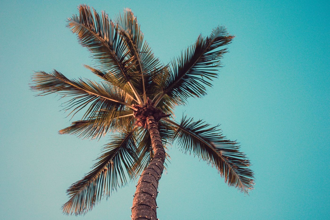 Palm tree viewed from below against a bright teal sky on a hot sunny day